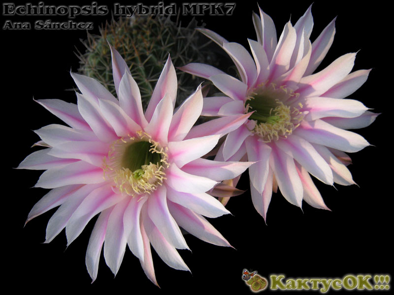 Echinopsis hybrid