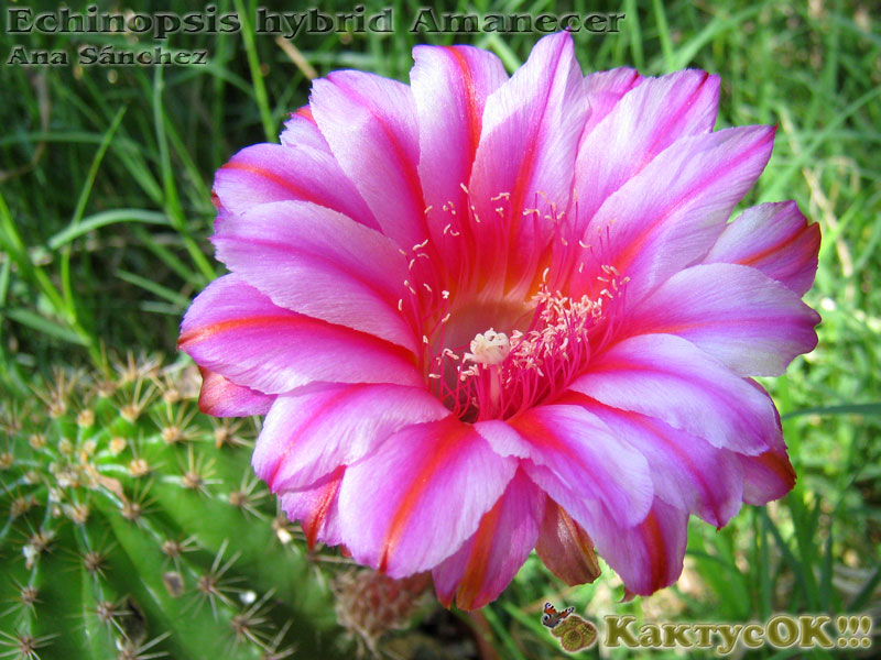 Echinopsis hybrid Amanecer