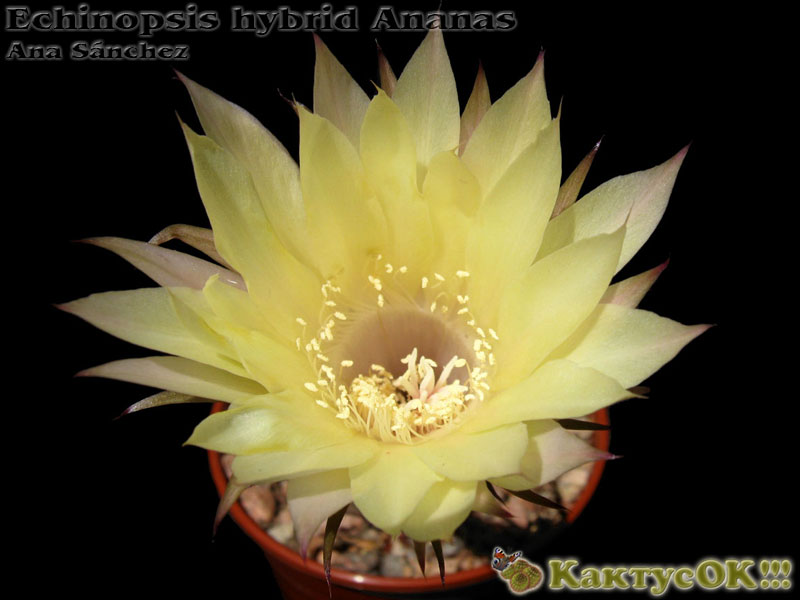 Echinopsis hybrid Ananas