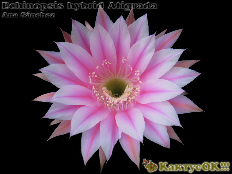 Echinopsis hybrid Atigrada