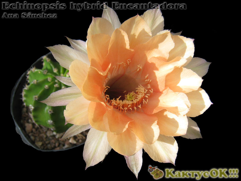 Echinopsis hybrid Encantadora