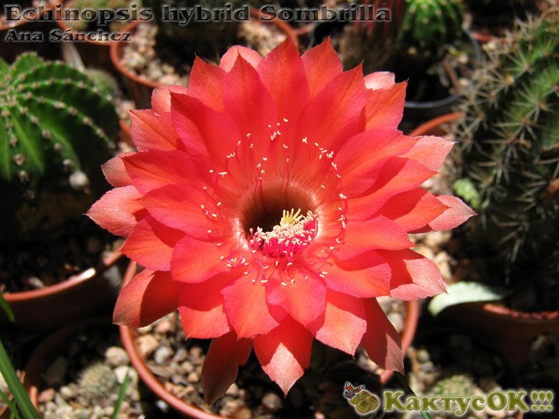 Echinopsis hybrid Sombrilla