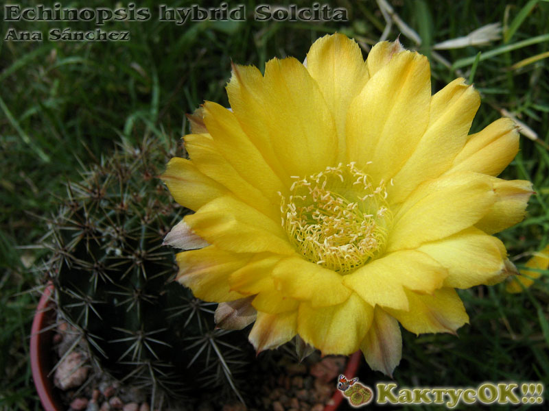 Echinopsis hybrid Solcita