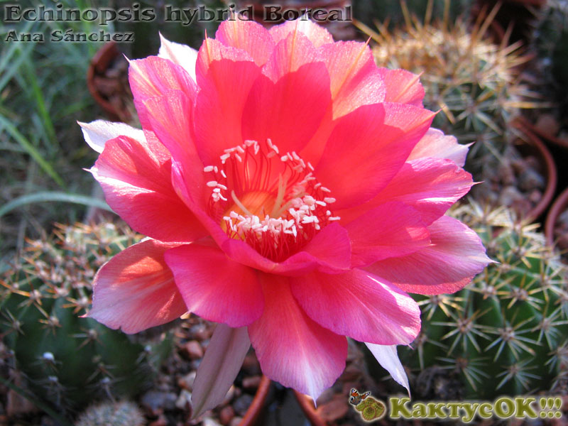 Echinopsis hybrid Boreal