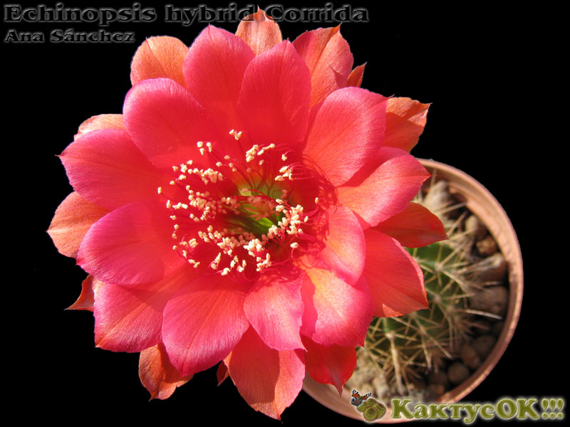 Echinopsis hybrid Corrida