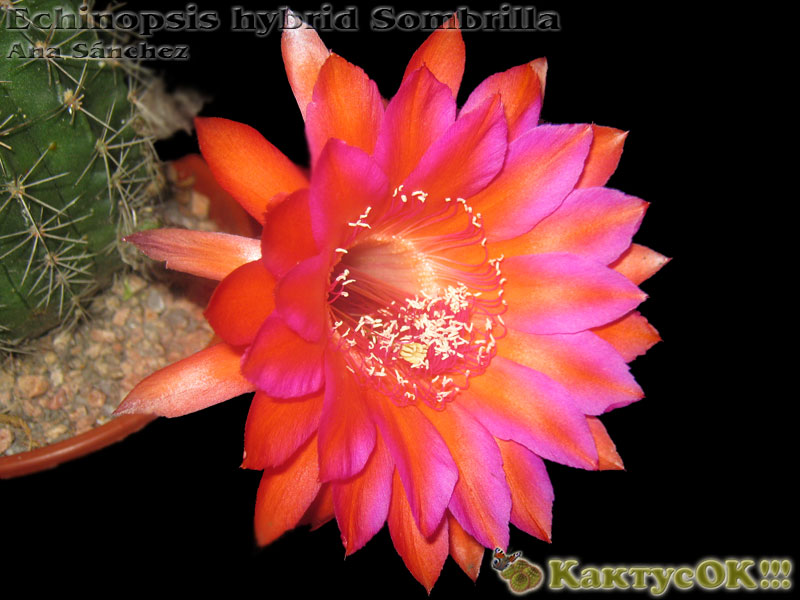 Echinopsis hybrid Sombrilla