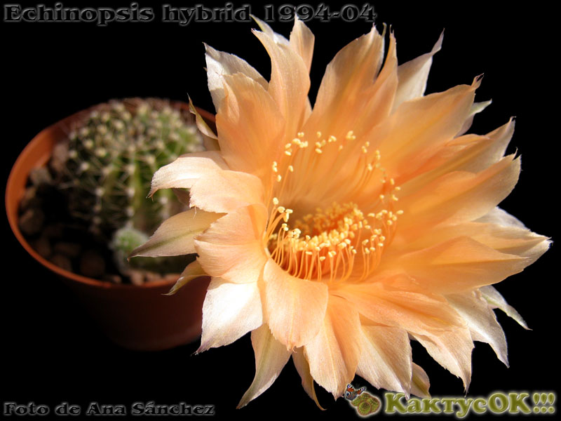 Echinopsis hybrid Wessner 1994-04