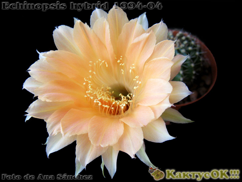 Echinopsis hybrid Wessner 1994-04