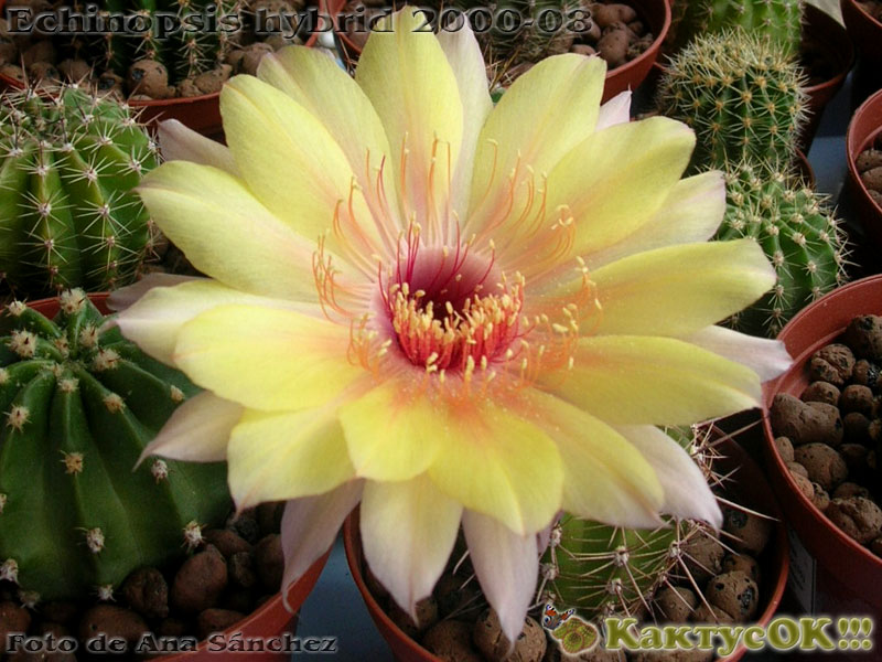 Echinopsis hybrid Wessner 2000-08