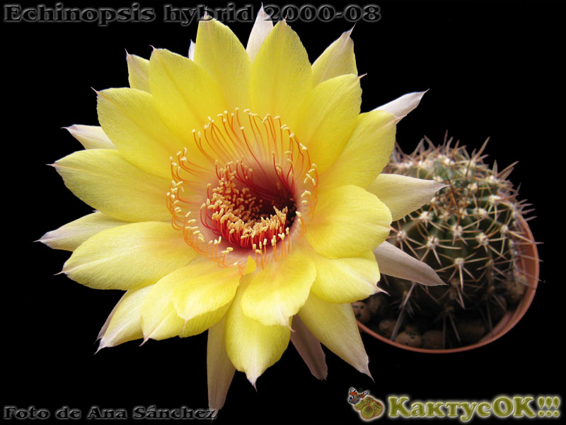 Echinopsis hybrid Wessner 2000-08