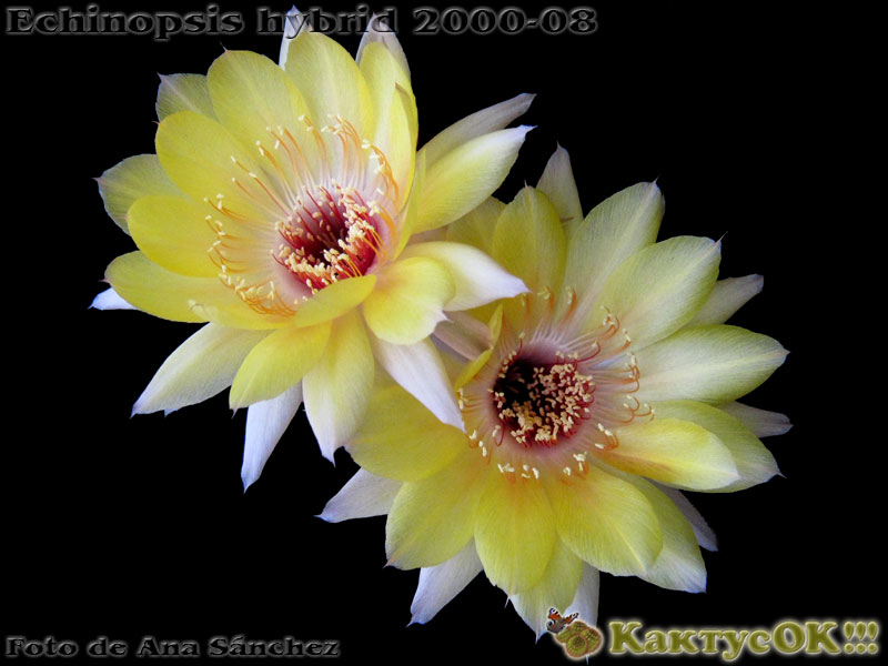Echinopsis hybrid Wessner 2000-08