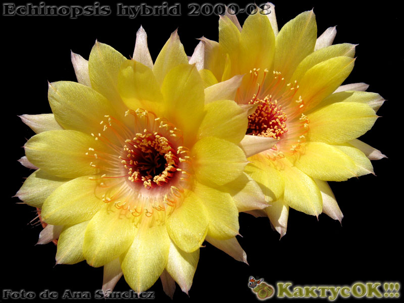 Echinopsis hybrid Wessner 2000-08