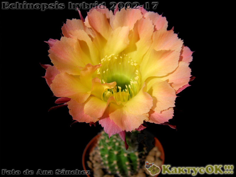 Echinopsis hybrid Wessner 2002-17