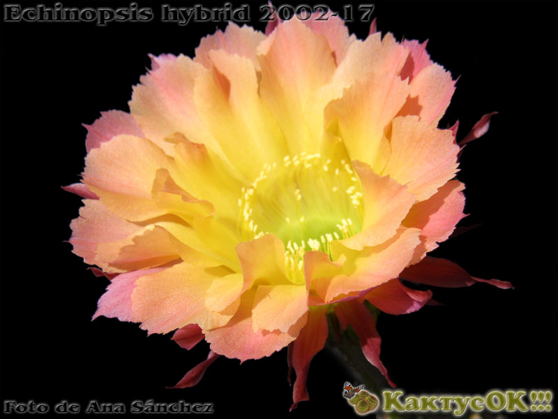 Echinopsis hybrid Wessner 2002-17