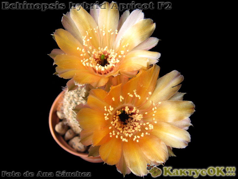 Echinopsis hybrid Apricot F2