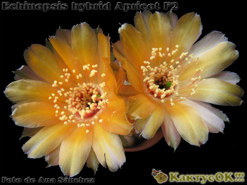 Echinopsis hybrid Apricot F2