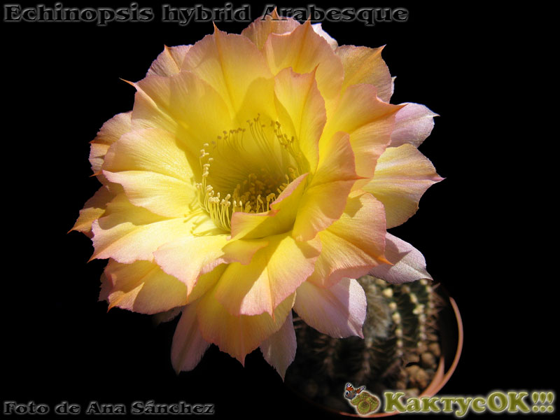 Echinopsis hybrid Arabesque