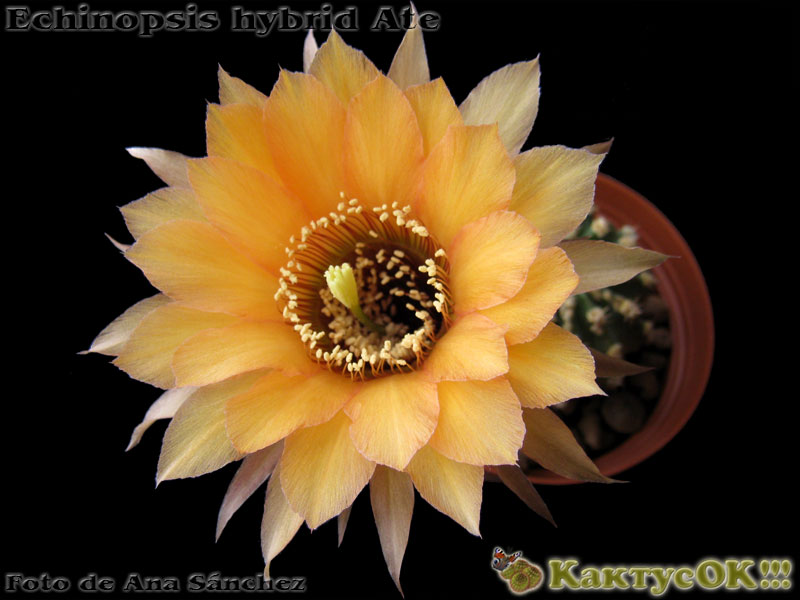 Echinopsis hybrid Ate