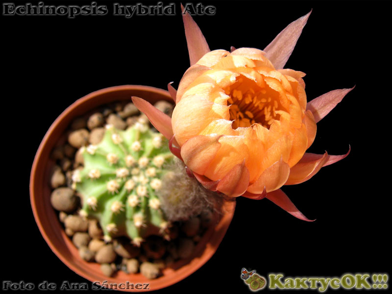 Echinopsis hybrid Ate