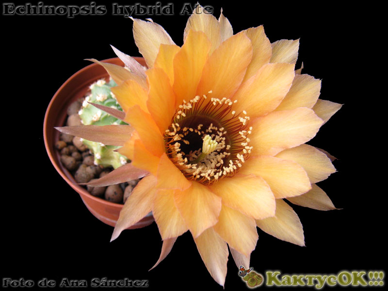 Echinopsis hybrid Ate