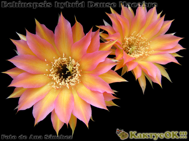 Echinopsis hybrid Danse Macabre