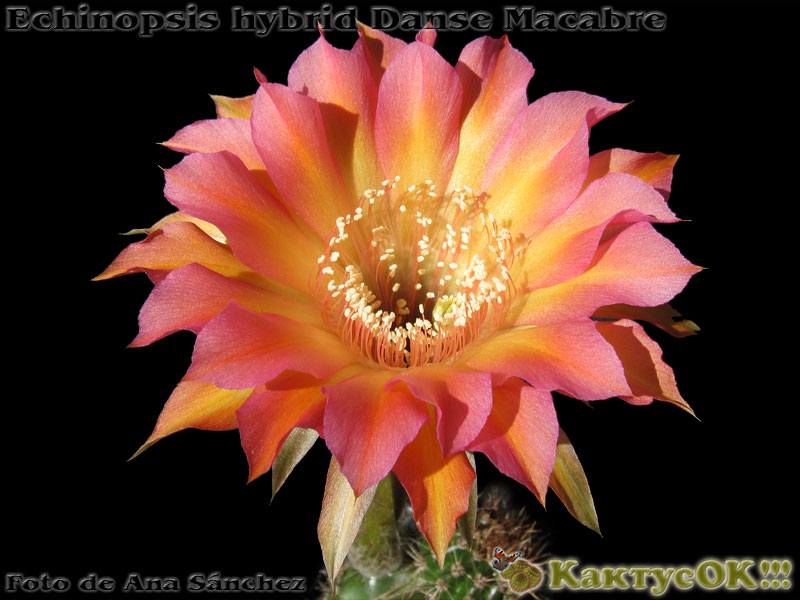 Echinopsis hybrid Danse Macabre