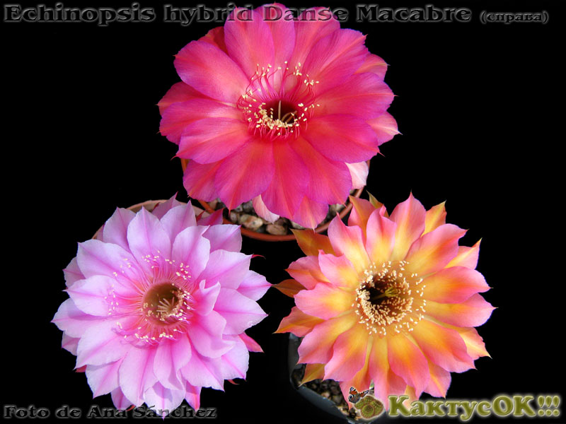 Echinopsis hybrid Danse Macabre