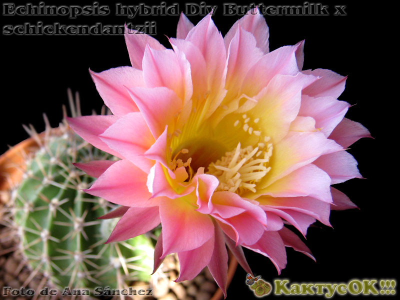 Echinopsis hybrid Div Buttermilk x schickendantzii