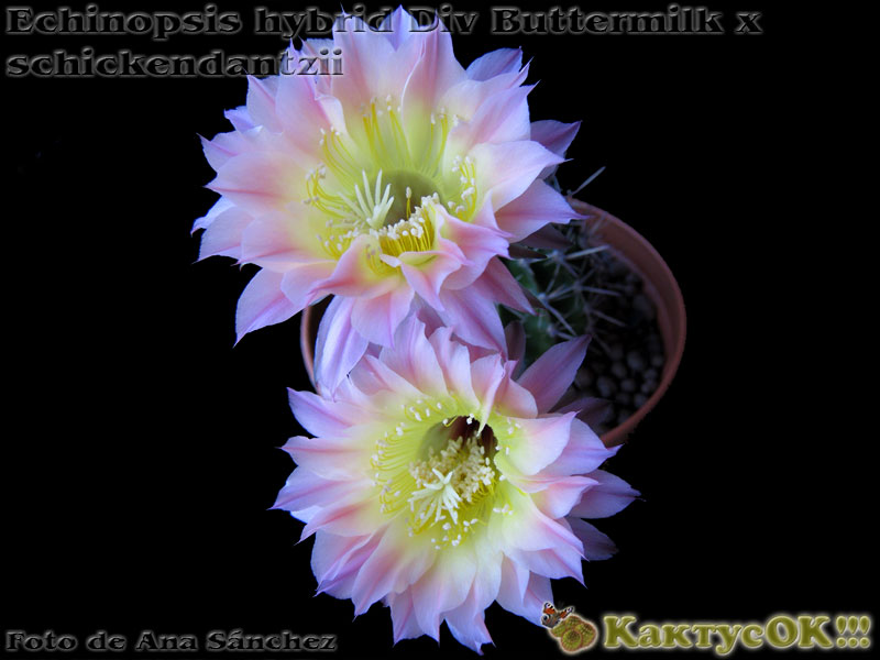 Echinopsis hybrid Div Buttermilk x schickendantzii