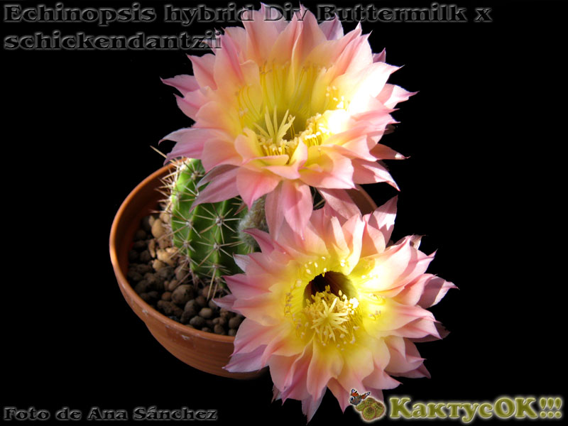 Echinopsis hybrid Div Buttermilk x schickendantzii