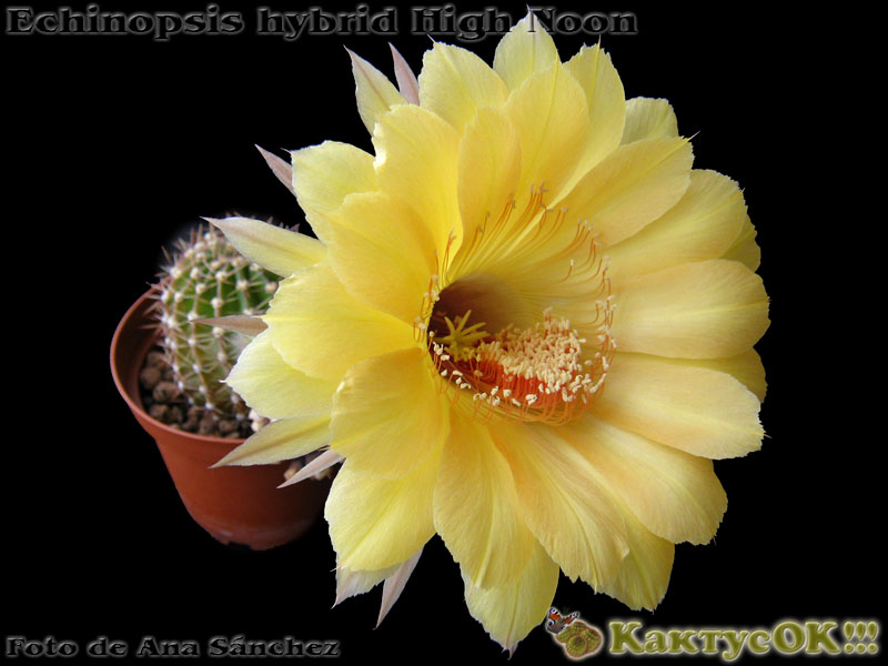 Echinopsis hybrid High Noon