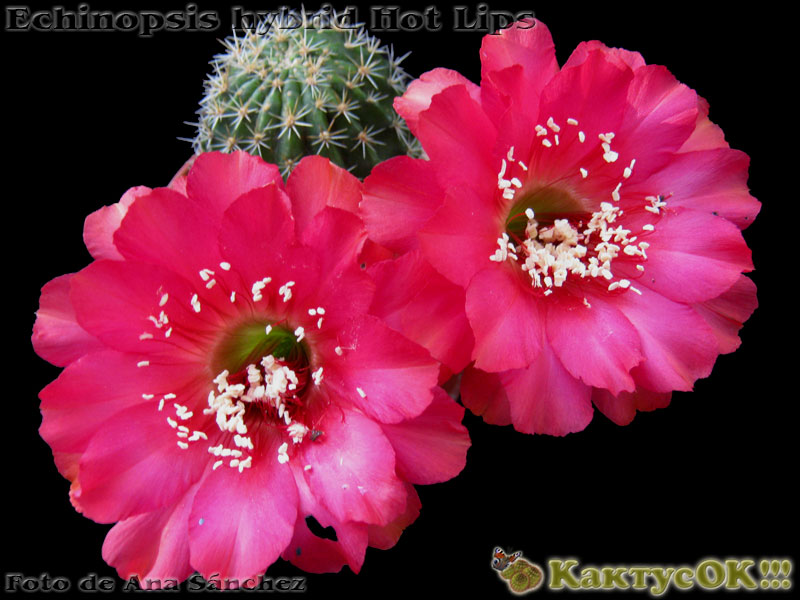 Echinopsis hybrid Hot Lips