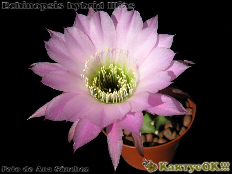 Echinopsis hybrid Illias