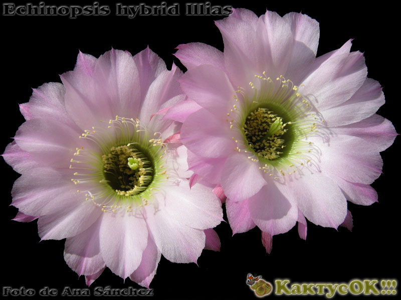 Echinopsis hybrid Illias