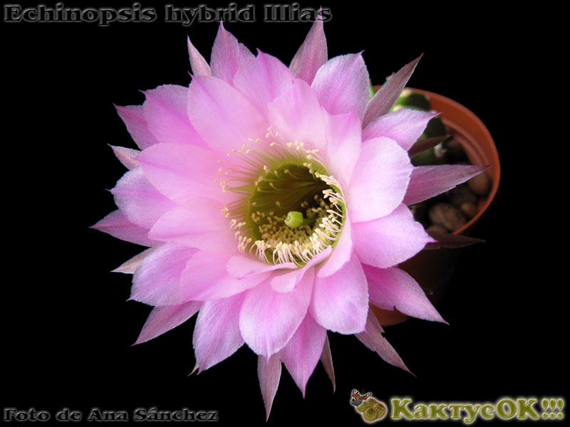 Echinopsis hybrid Illias