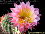 Echinopsis hybrid Div Buttermilk