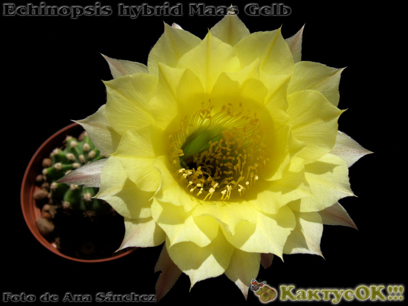 Echinopsis hybrid Maas Gelb