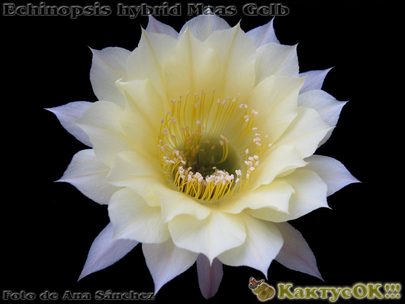 Echinopsis hybrid Maas Gelb