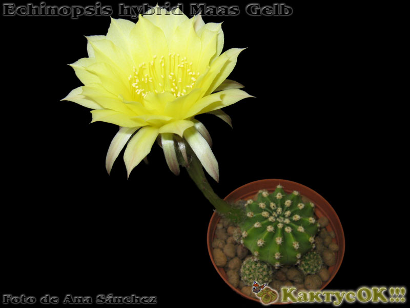 Echinopsis hybrid Maas Gelb