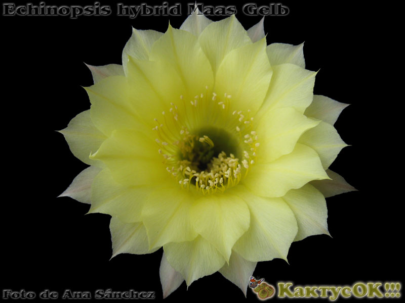 Echinopsis hybrid Maas Gelb