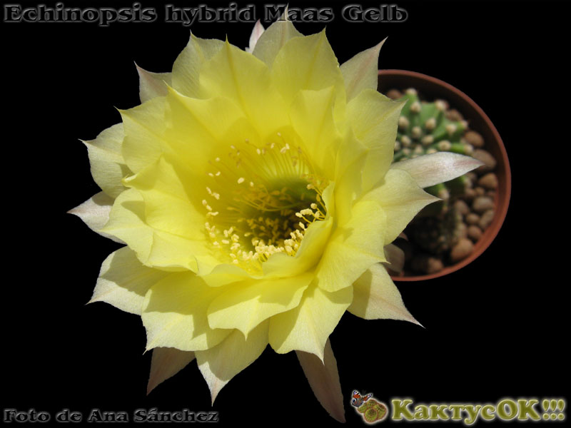 Echinopsis hybrid Maas Gelb