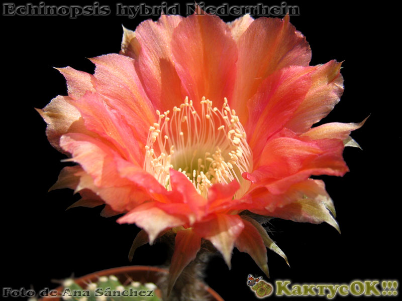 Echinopsis hybrid Niederrhein