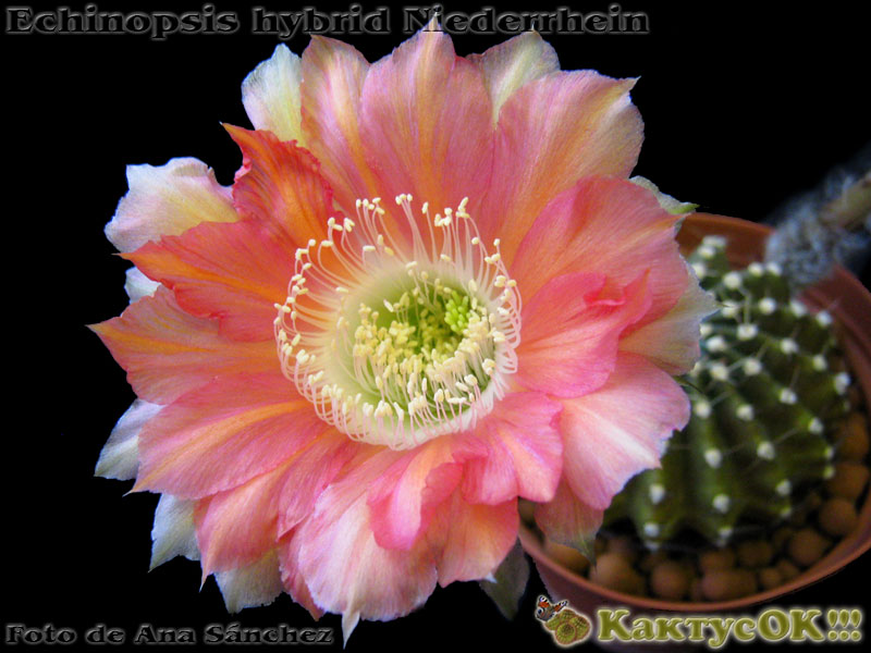 Echinopsis hybrid Niederrhein