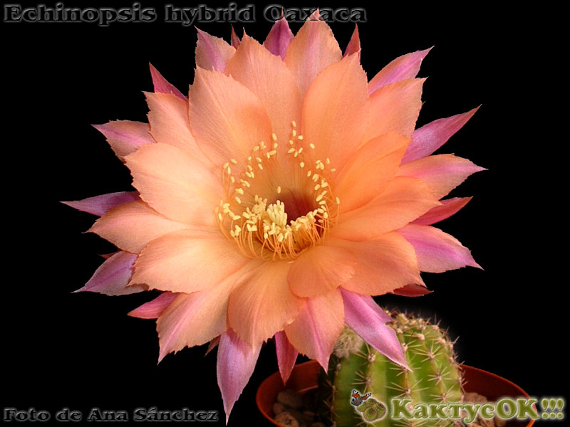 Echinopsis hybrid Oaxaca