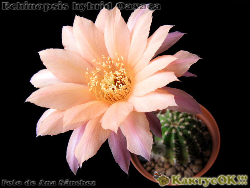 Echinopsis hybrid Oaxaca