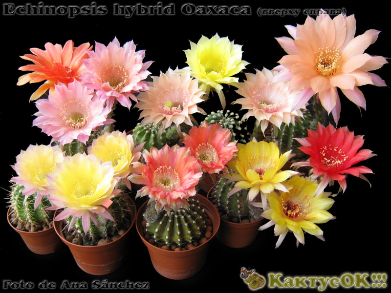 Echinopsis hybrid Oaxaca