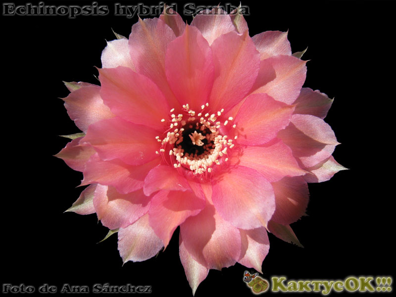 Echinopsis hybrid Samba