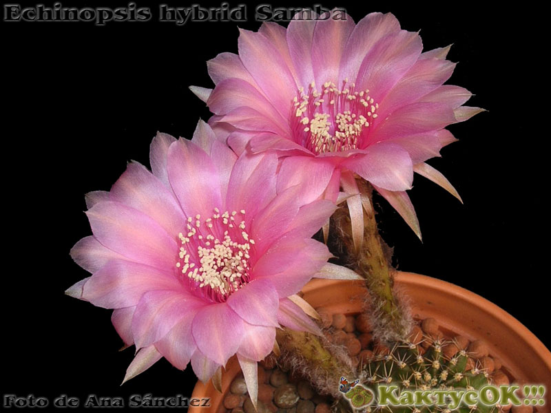 Echinopsis hybrid Samba