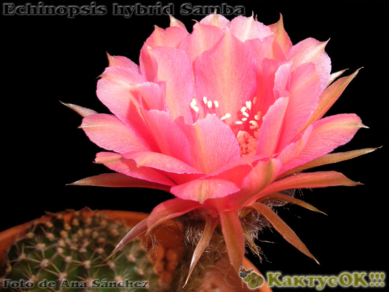 Echinopsis hybrid Samba