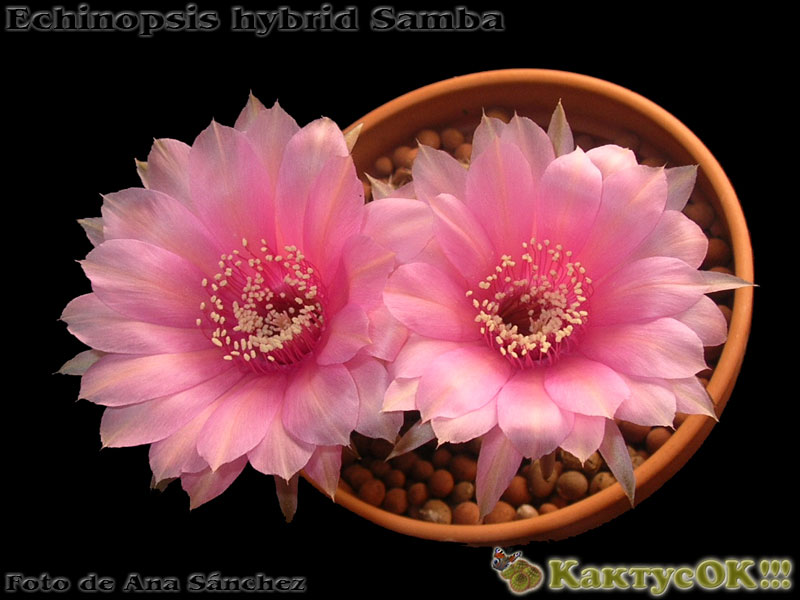 Echinopsis hybrid Samba